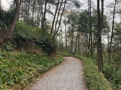 -铁山坪森林公园