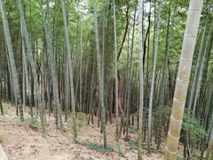 -上海佘山国家森林公园天马山园