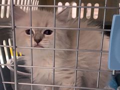 -宠福鑫康馨动物医院·骨科·眼科