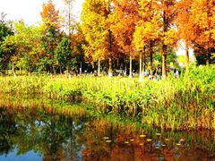 -白鹭湾湿地公园