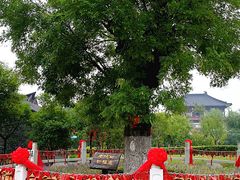 -东台西溪天仙缘景区