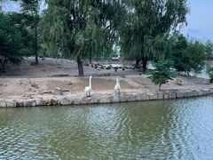 -盐城丹顶鹤湿地生态旅游区