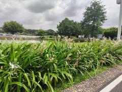 -松山湖南湖湾露营营地