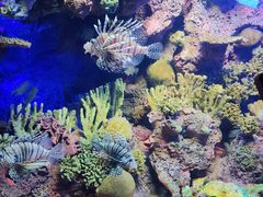 -上海海洋水族馆