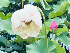 -荷塘月色湿地公园·向阳花洲