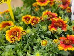 -双季花艺园艺市场(浦东店)