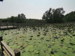-大湾区中央湿地公园