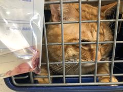 -芭比堂动物医院·CT·微创中心(新顺分院)