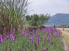 -径山花海