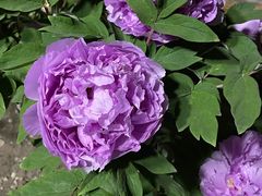 -莲花池公园