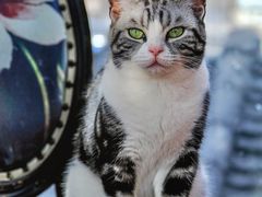 -猫小院猫主题餐厅(南锣旗舰店)