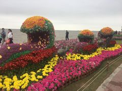 -野狸岛