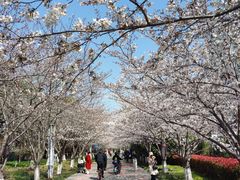 -高东镇樱花园