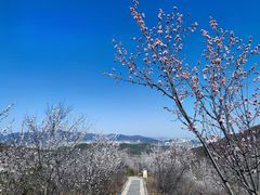 -定都阁