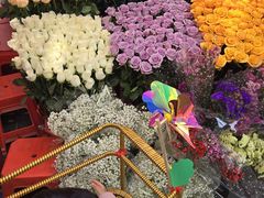 -越秀西湖花市(广州城市广场花卉店)