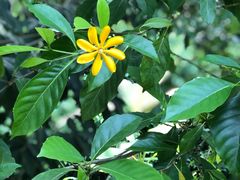 -中国科学院西双版纳热带植物园