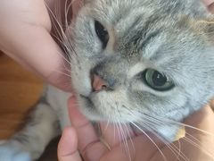 -猫猫幼稚园·撸猫·桌游·电玩
