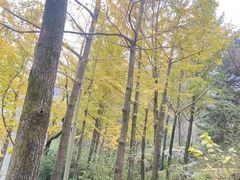 -秦岭终南山世界地质公园翠华山景区
