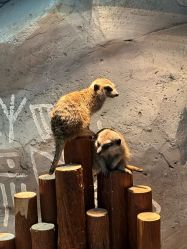 -Zoolung Zoolung动物主题公园(海信广场店)