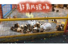 -深圳野生动物园