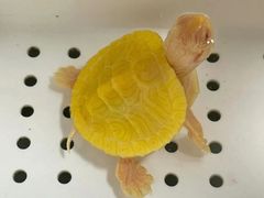 -幸福西饼生日蛋糕·下午茶(嘉禾店)