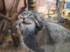 -青藏高原野生动物园