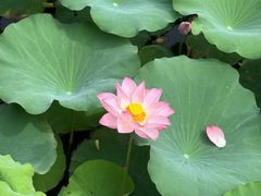 -黄海国家森林公园