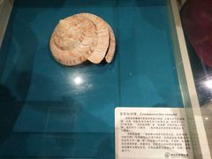 -青岛贝壳博物馆