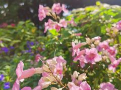 -荔枝公园(福田区)