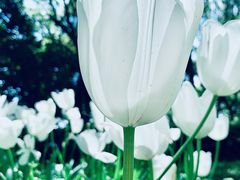 -上海鲜花港