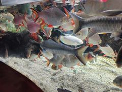 -太平洋海底世界