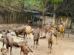 -清迈夜间动物园