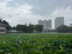 -荔湾湖公园