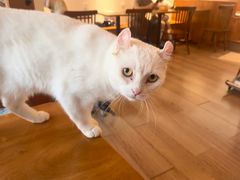 -有猫主题·治愈系猫咖(曾厝垵店)