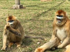 -西安秦岭野生动物园