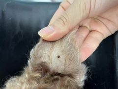 -东莞宠友24H宠物中心医院·转诊夜诊·异宠(新河北路院)