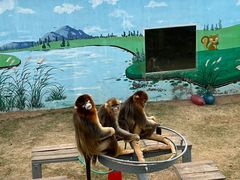 -西霞口神雕山野生动物世界