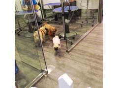 -PETKIT小佩宠物(古北店)