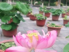 -莲花池公园