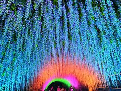 -大塘金香草谷