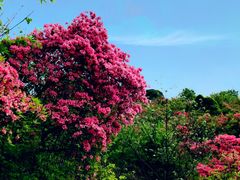 -木兰云雾山