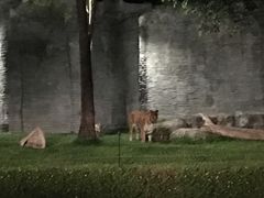 -清迈夜间动物园