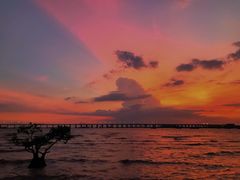 -宝安西湾红树林湿地公园