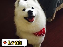 -柏萃动物医院·骨科·牙科