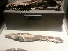 -世界恐龙谷景区