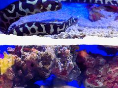 -上海海洋水族馆