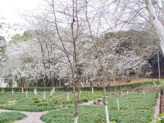 -武汉大学-樱园