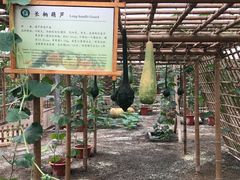 -上海都市菜园