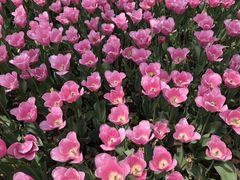 -上海鲜花港