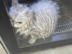 -PETKIT小佩宠物·低压洗护(国顺东路店)